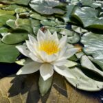 A blooming lily pad