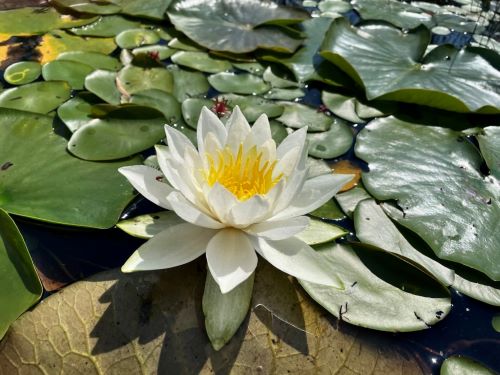 A blooming lily pad