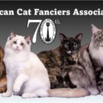 Cat show event flier