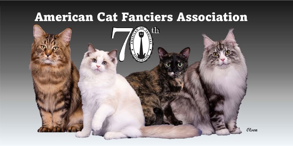 Cat show event flier