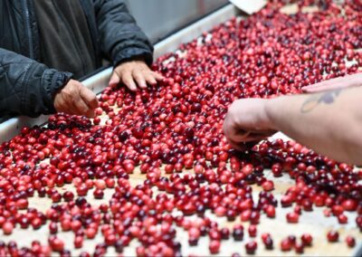 Discover Cranberry Country Near Tomah: Marsh Tours, Festivals & Local Attractions