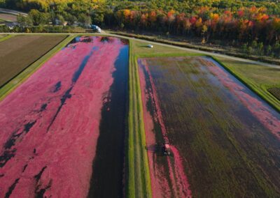 Discover Cranberry Country Near Tomah: Marsh Tours, Festivals & Local Attractions